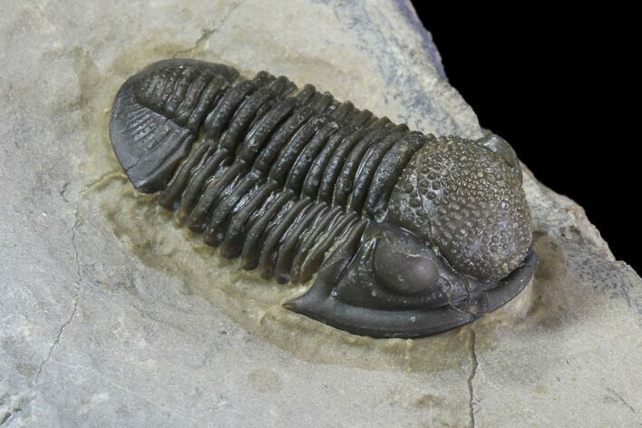 Detailed, Gerastos Trilobite Fossil - Morocco #86495